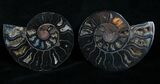 Inch Black Ammonite Pair - Rare Coloration #4322-1